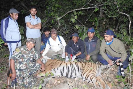 बर्दियामा हात्तीको माहुते मार्ने बाघ नियन्त्रणमा,चिडियाखाना लैजाँदै